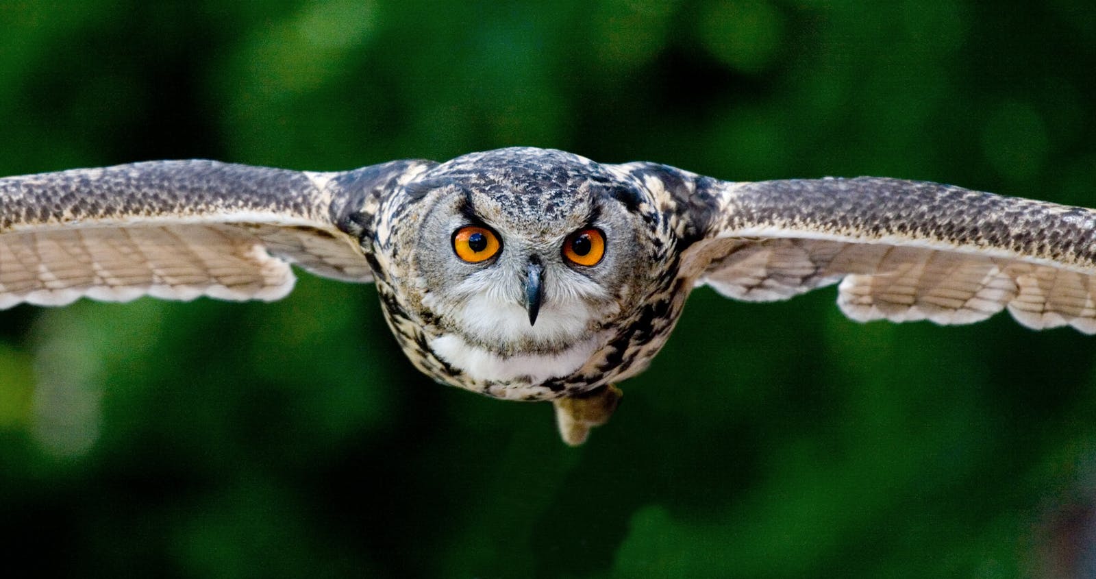 Photo by Pixabay Majestic owl soaring; vivid eyes, detailed feathers captured in flight over lush green backdrop.
